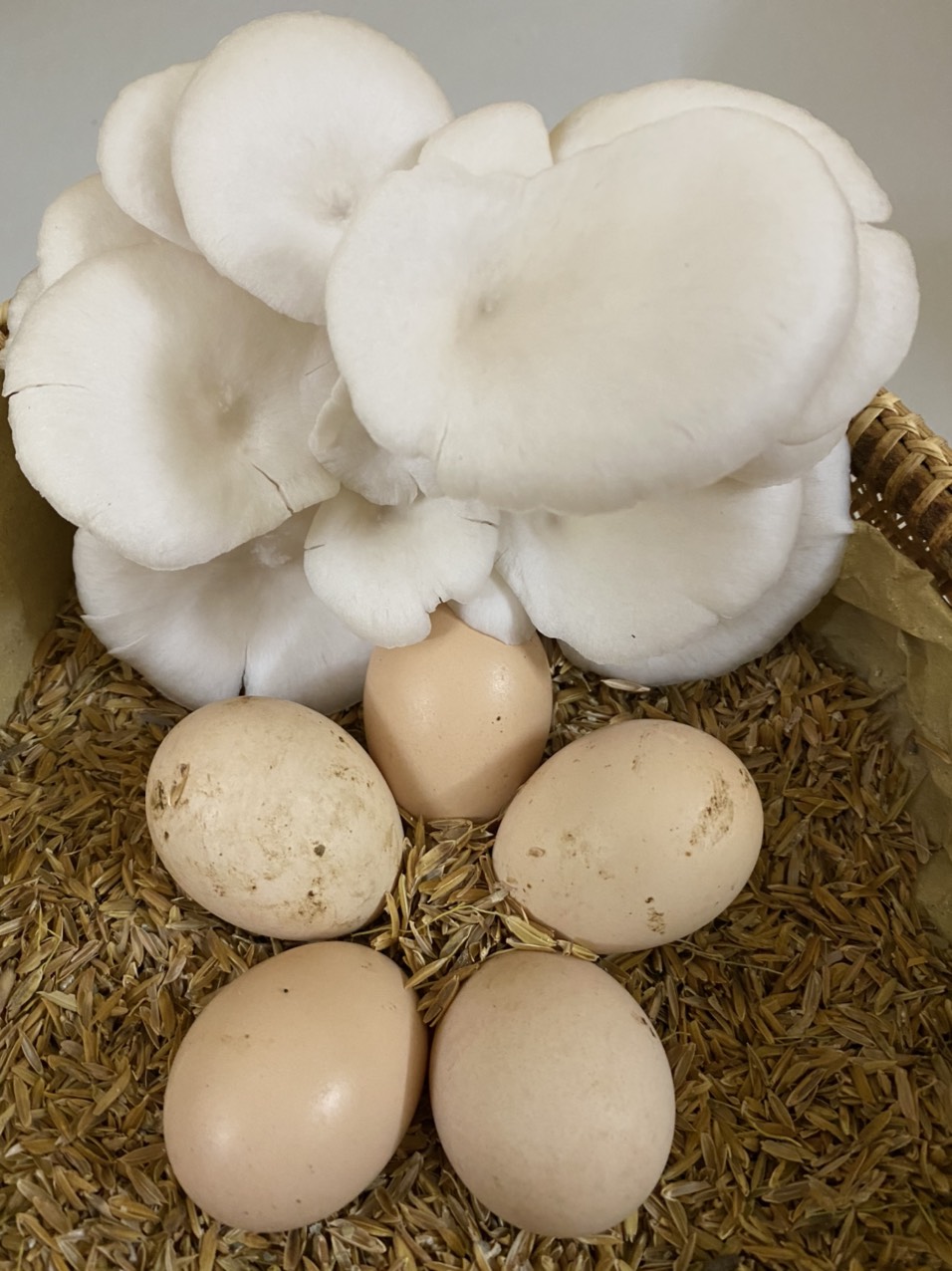 Ảnh của Trứng gà nhà (cái)