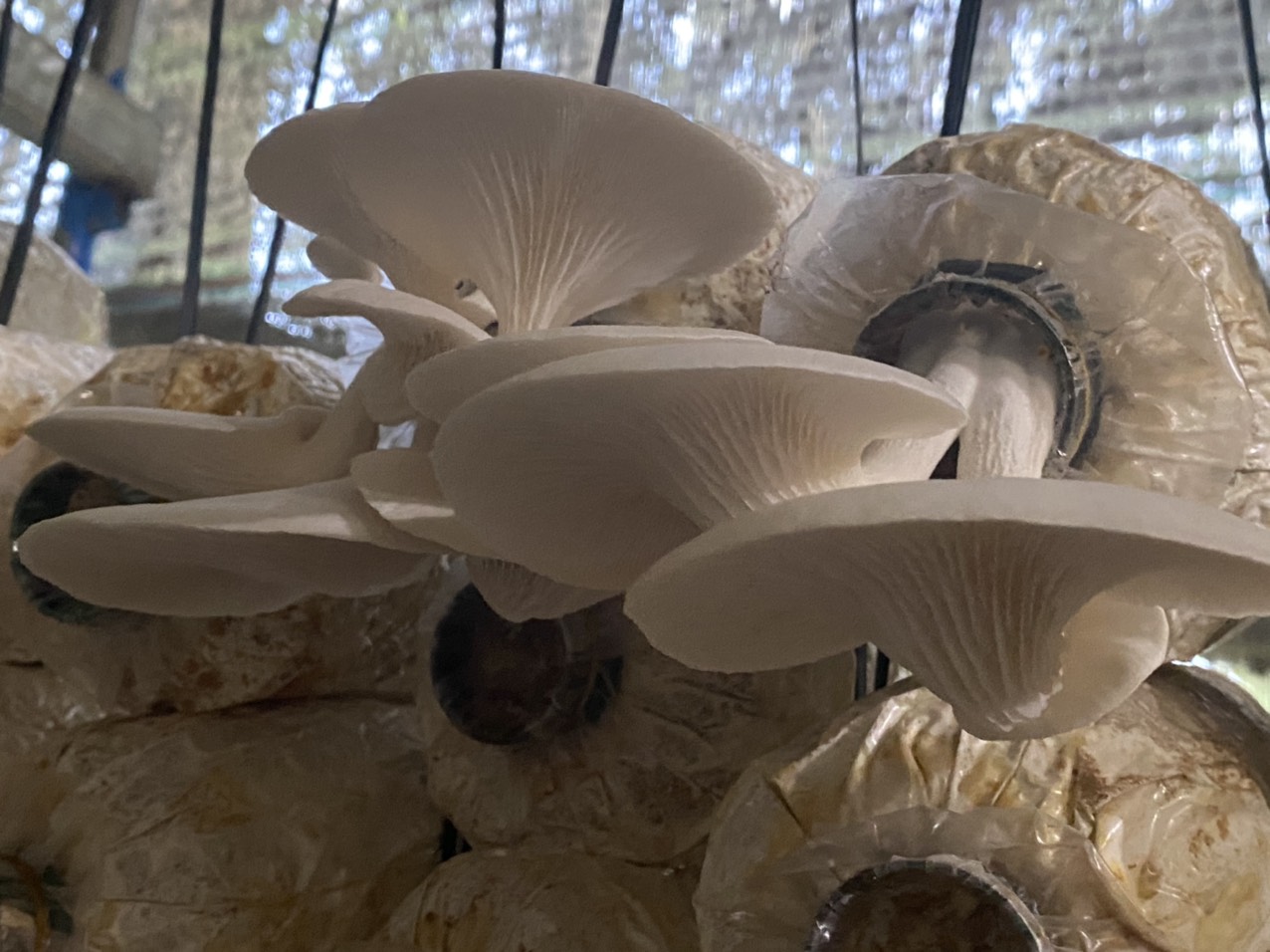 Picture of Nấm Sò (lạng/gr)