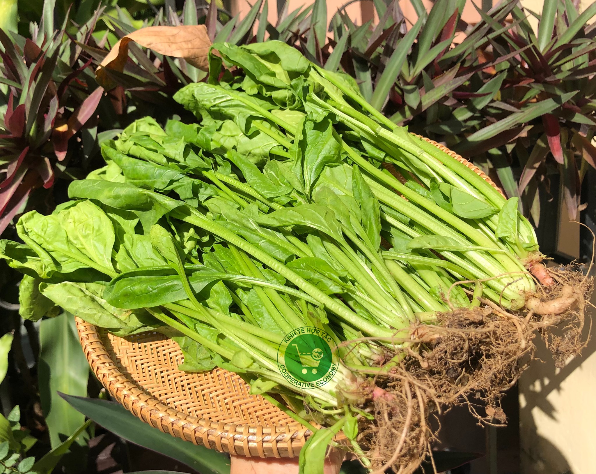 Ảnh của Cải bó xôi Đà Lạt  (lạng)