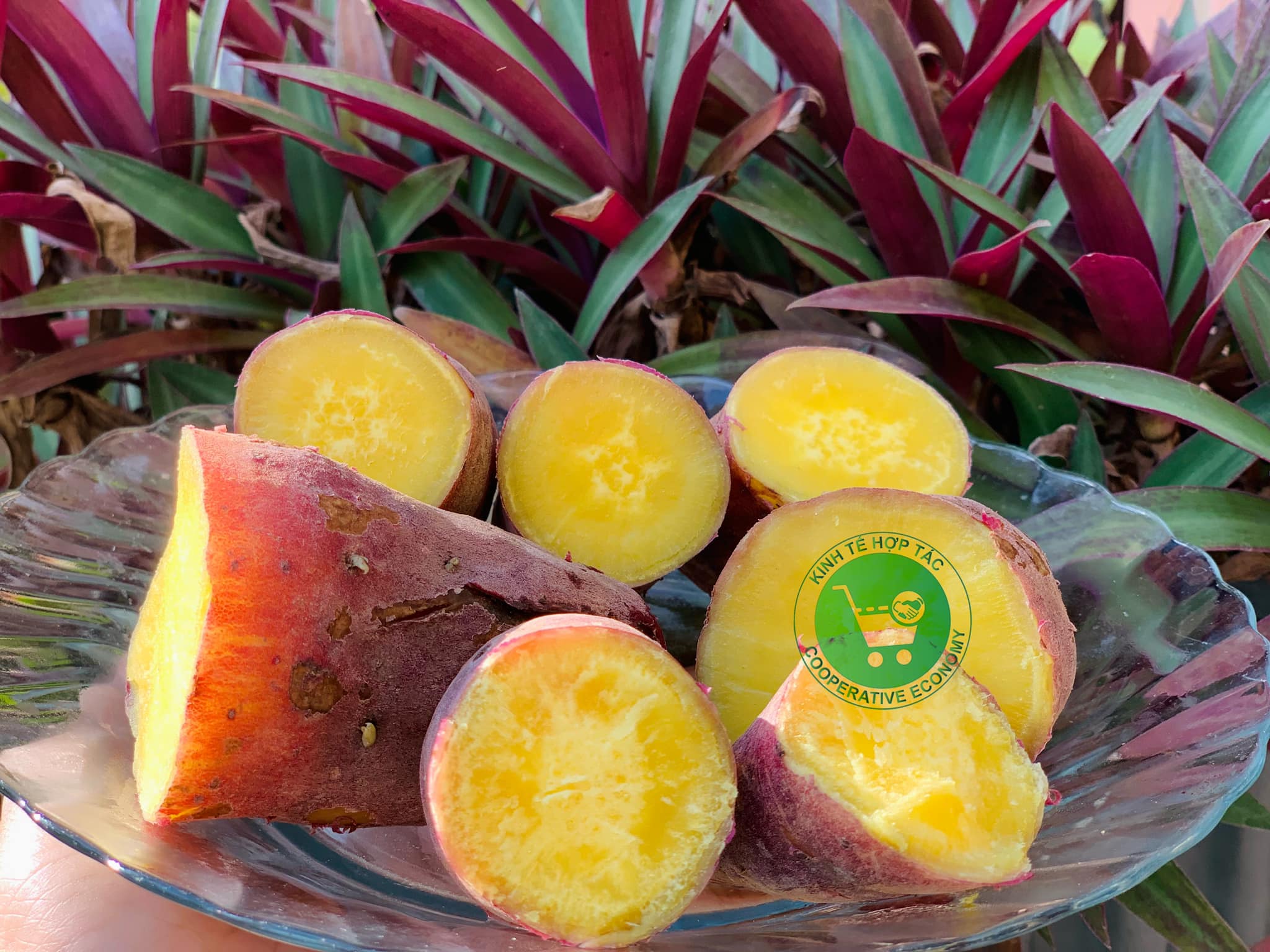 Ảnh của Khoai lang Nhật Đà lạt (kg)