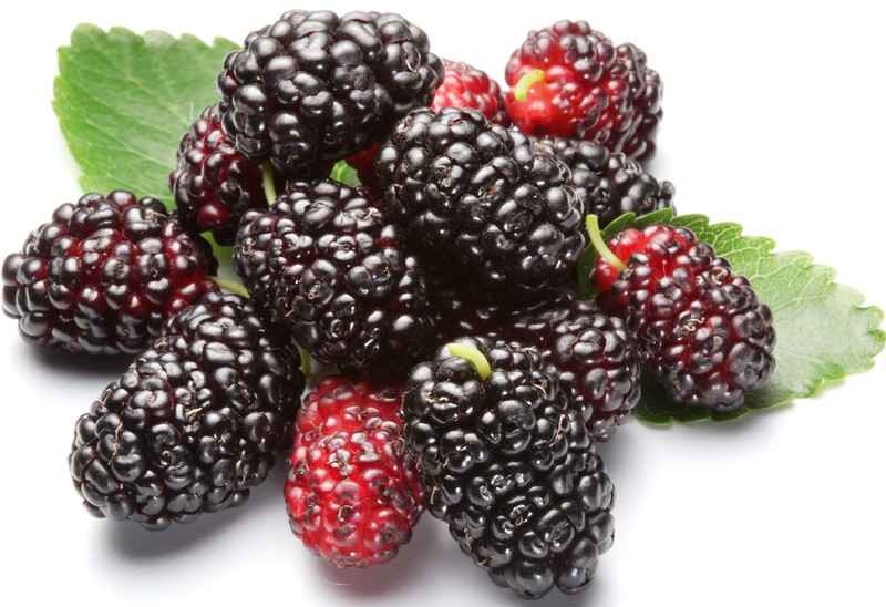 Ảnh của Dâu tằm