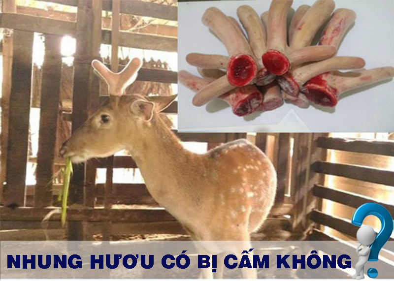 Ảnh của nhunghuou