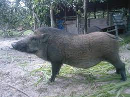 Ảnh của heo sach