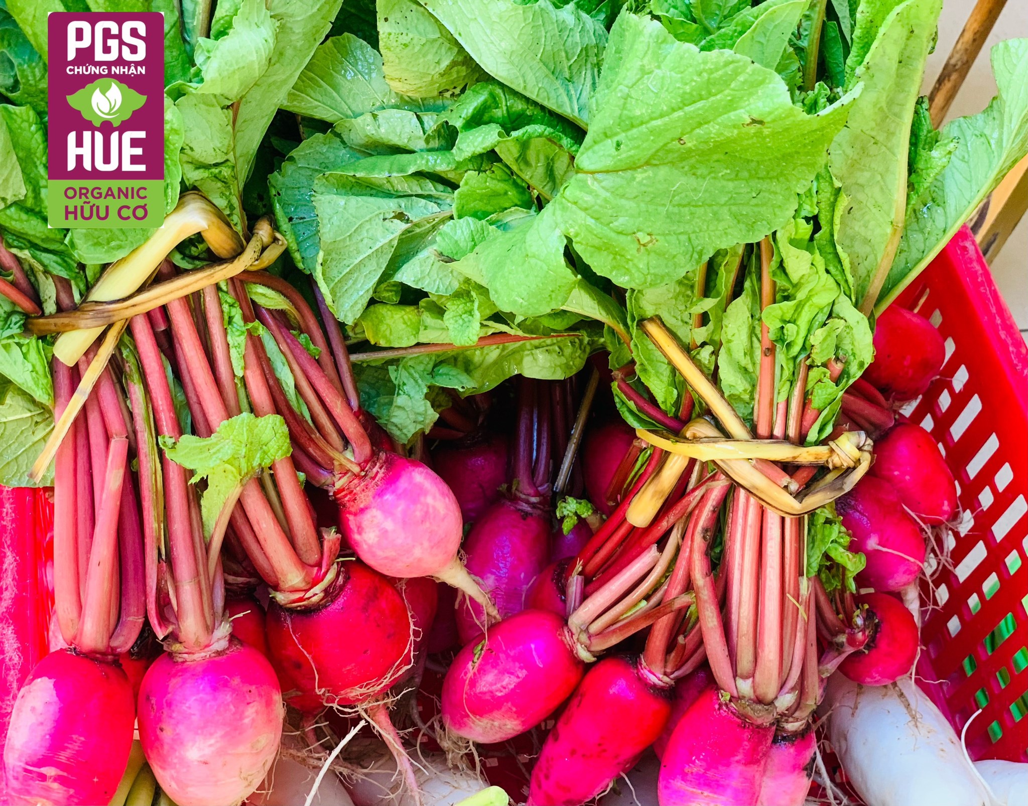 Ảnh của Củ Cải đỏ hữu cơ Mỹ Lợi (kg)