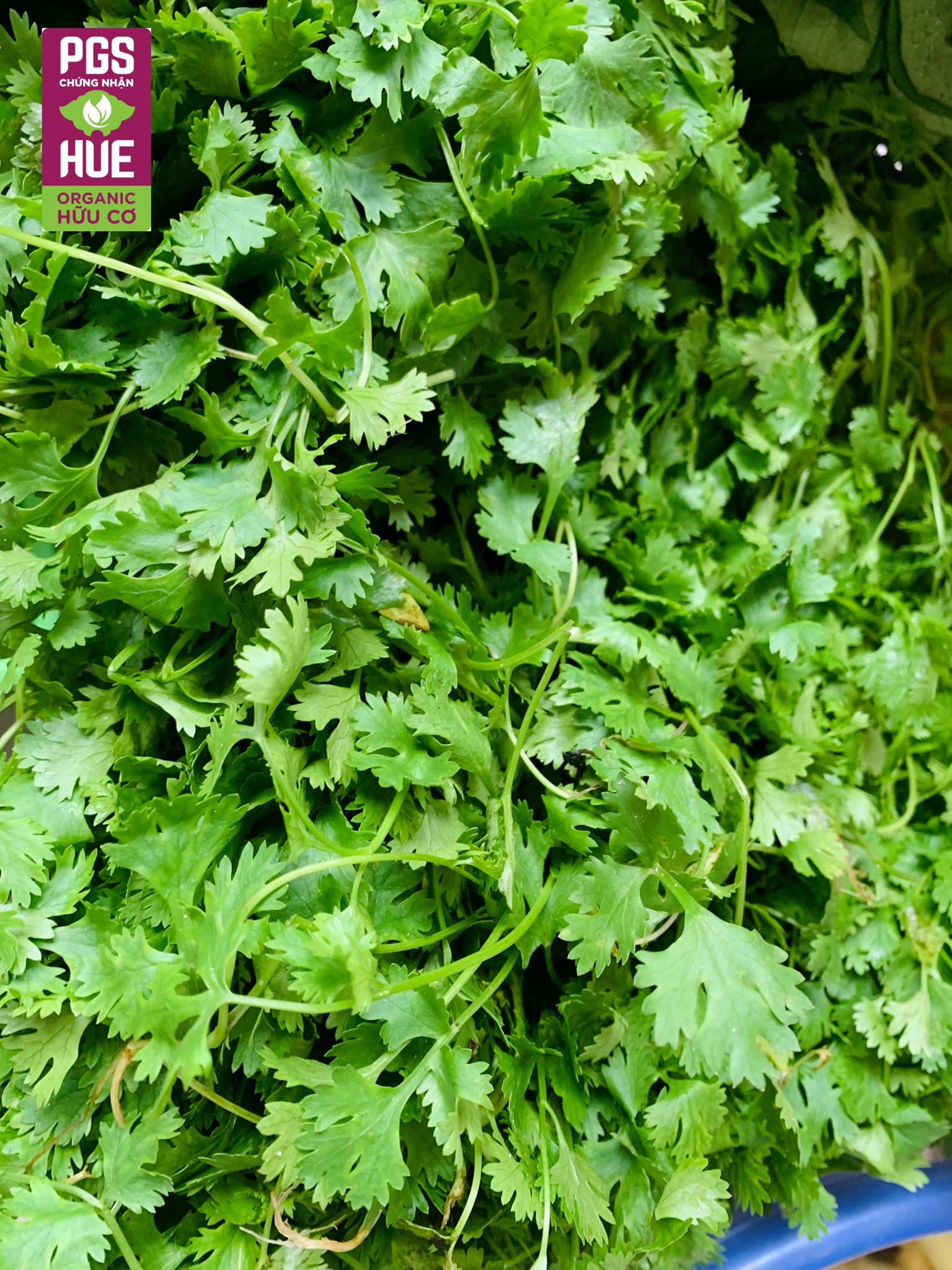 Ảnh của Ngò rí hữu cơ Thanh Hà (kg)