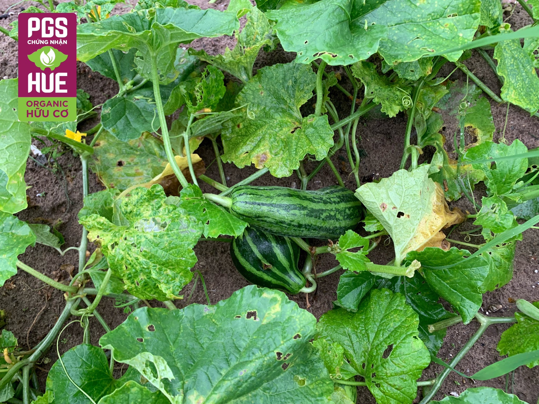 Ảnh của Dưa gang hữu cơ Mỹ Lợi (kg)