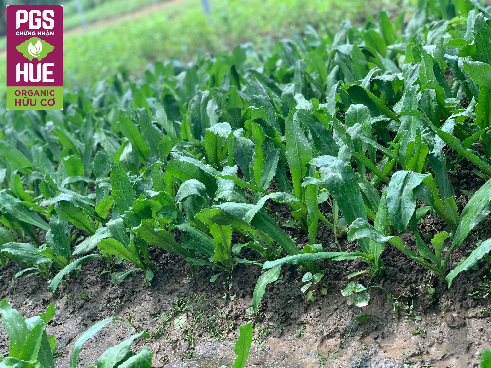 Ảnh của Ngò gai hữu cơ PGS Thanh Hà Quảng Thành (kg)