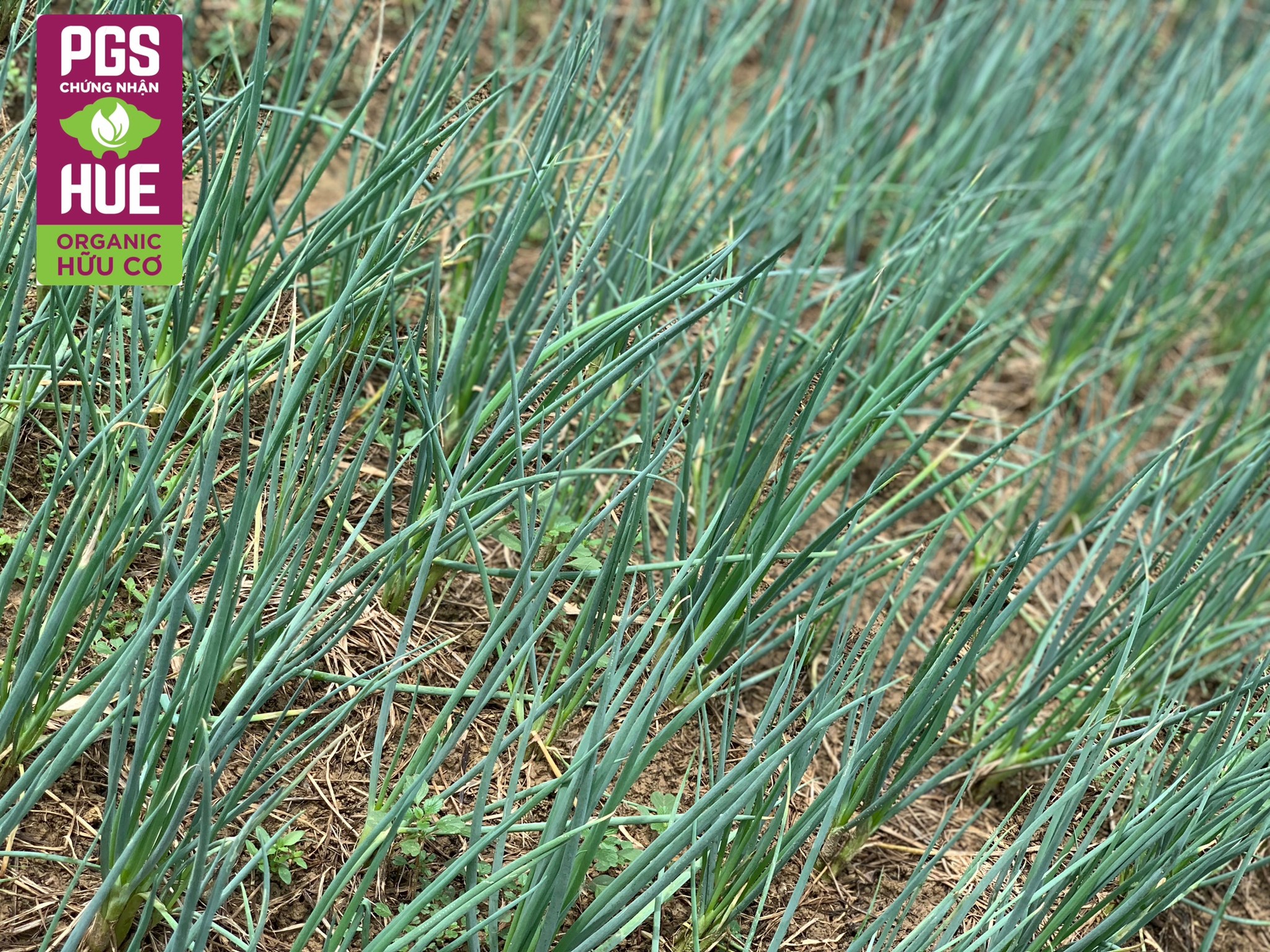 Ảnh của Hành lá hữu cơ Thanh Hà Quảng Thành (kg)