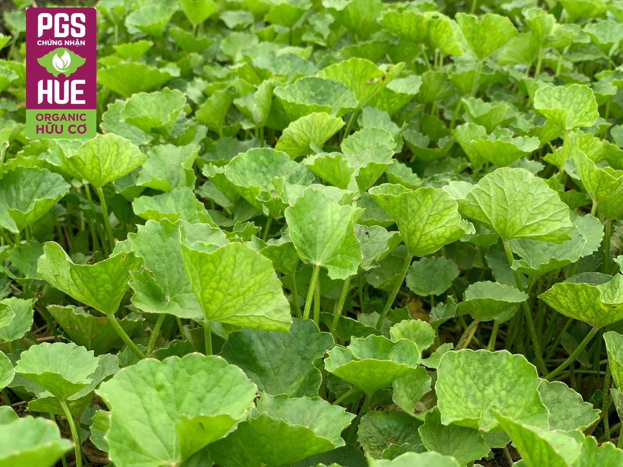 Ảnh của Rau má tươi Quảng Thọ (kg)