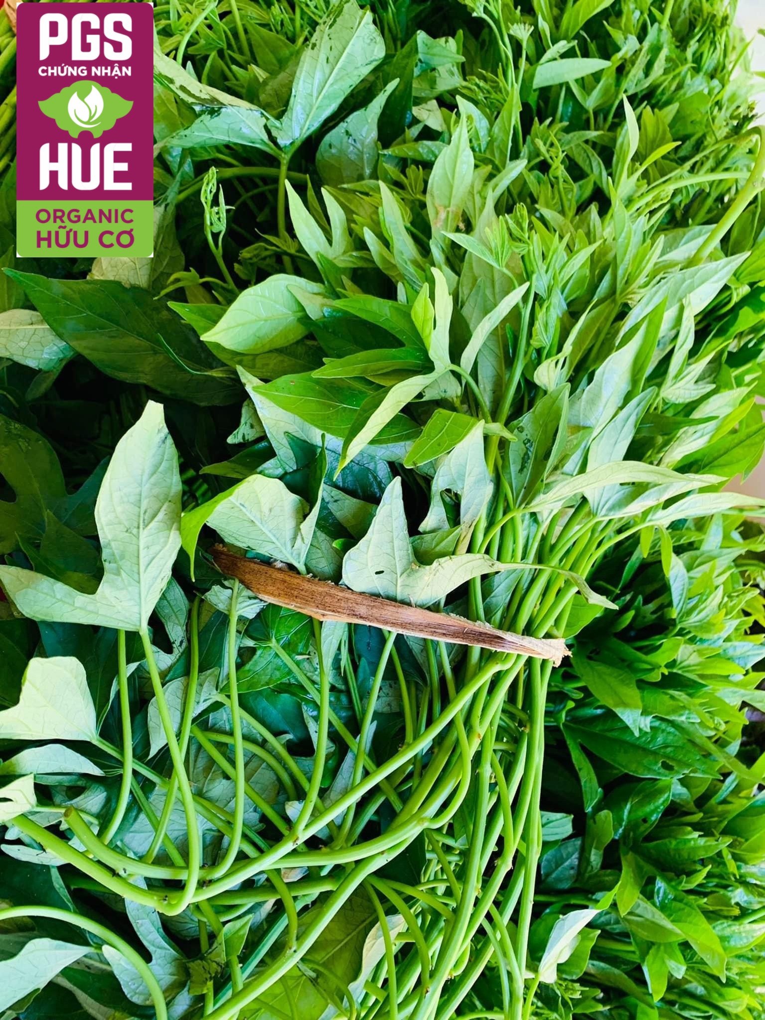 Picture of Rau khoai Hữu cơ An Gia, Sịa