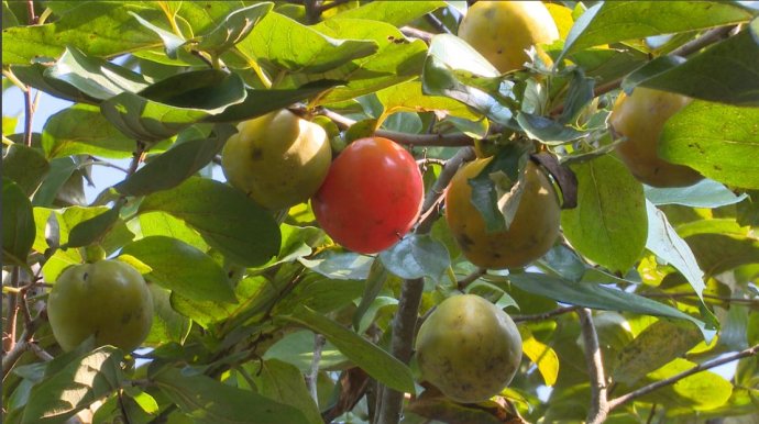 Ảnh của Hồng A Lưới