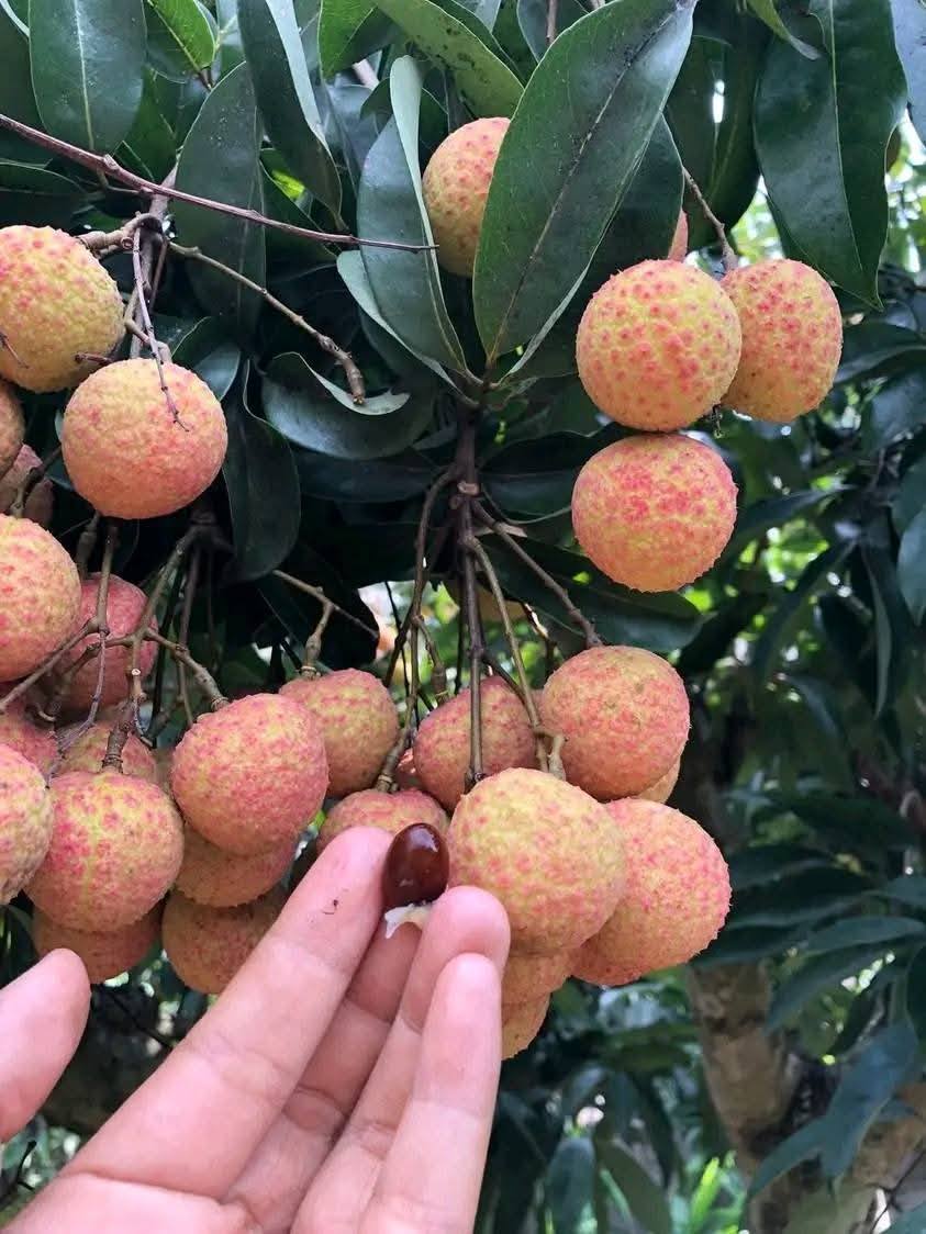 Ảnh của Vải A lưới (kg)