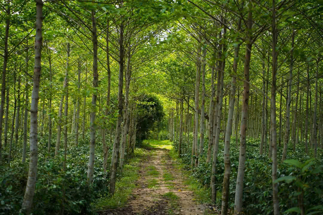 Ảnh của Madam Hương Coffee – Cà phê dưới tán rừng