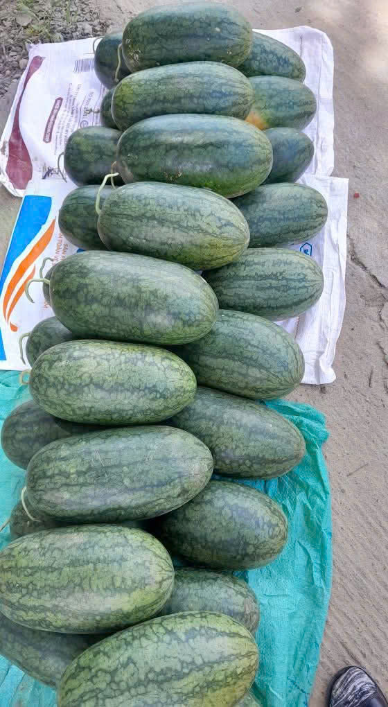 Ảnh của Dưa Hấu Mò Ó – Giọt Nắng Hữu Cơ Giữa Miền Gió Lào